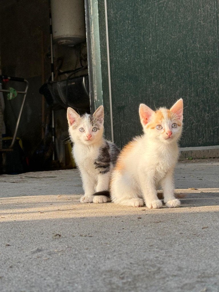kittens te koop, Dieren en Toebehoren, Katten en Kittens | Raskatten | Korthaar, Meerdere dieren, 0 tot 2 jaar