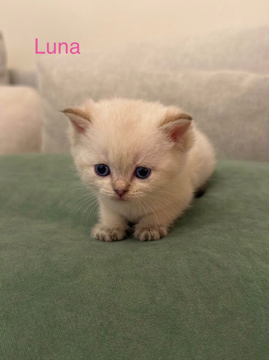 Britse korthaar kittens, Poes, Ontwormd