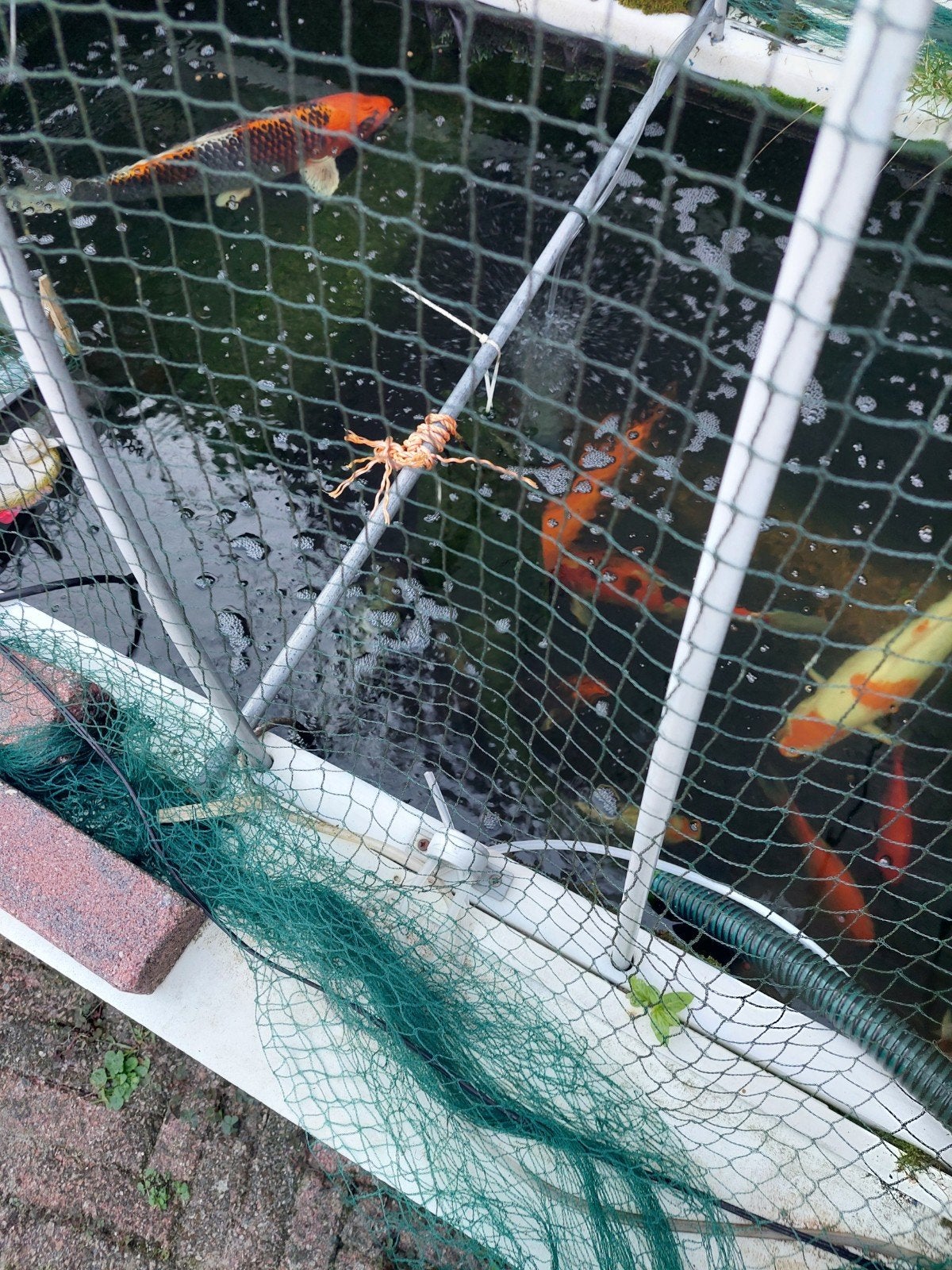 Vijver vissen te koop, Dieren en Toebehoren, Vissen | Vijvervissen, Goudvis(sen)