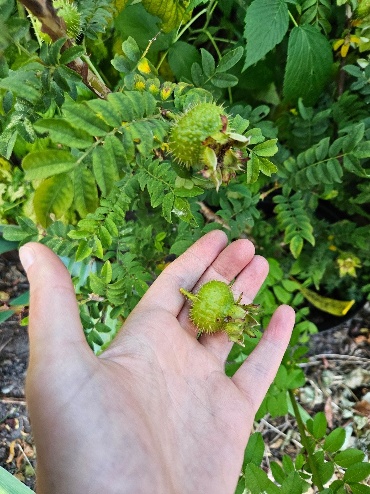 Bijzondere Kastanjeroos - Rosa roxburghii, Overige soorten, Volle zon, Vaste plant, Ophalen of Verzenden