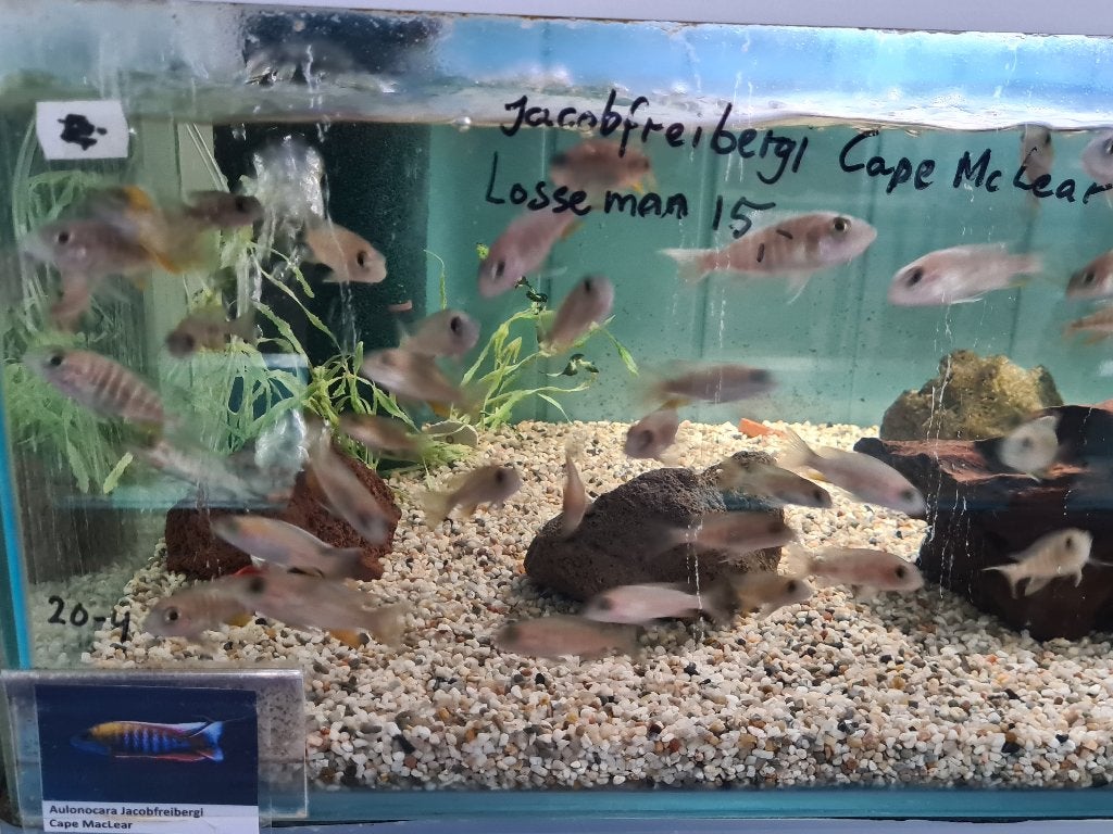 Aulonocara Jacobfreibergi Cape McLear Malawi Cichliden