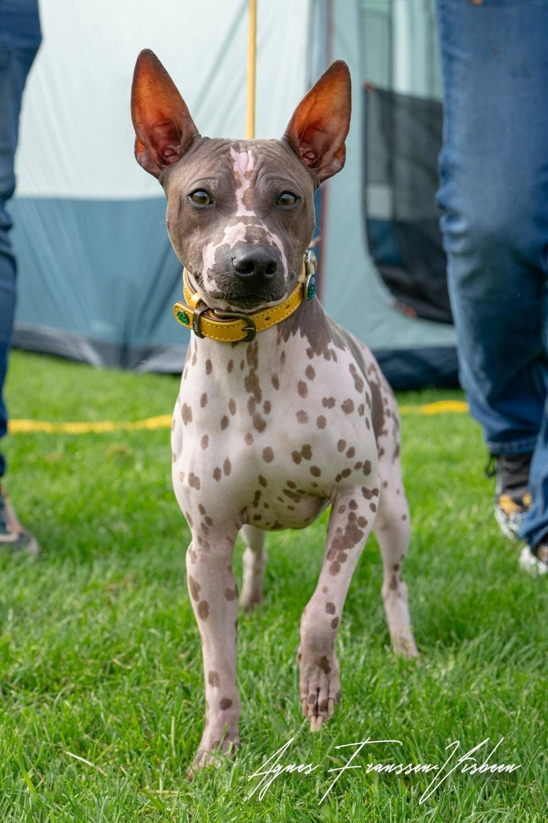 American hairless terrier/ Amerikaanse Naakthond dekreu, Dieren en Toebehoren, Reu, 1 tot 2 jaar, Parvo, Eén hond