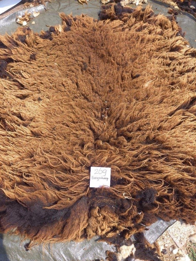 nr 269 Geschoren vacht van een bergschaap  Natuurlijk en Ruw, Ophalen of Verzenden, Gebruikt