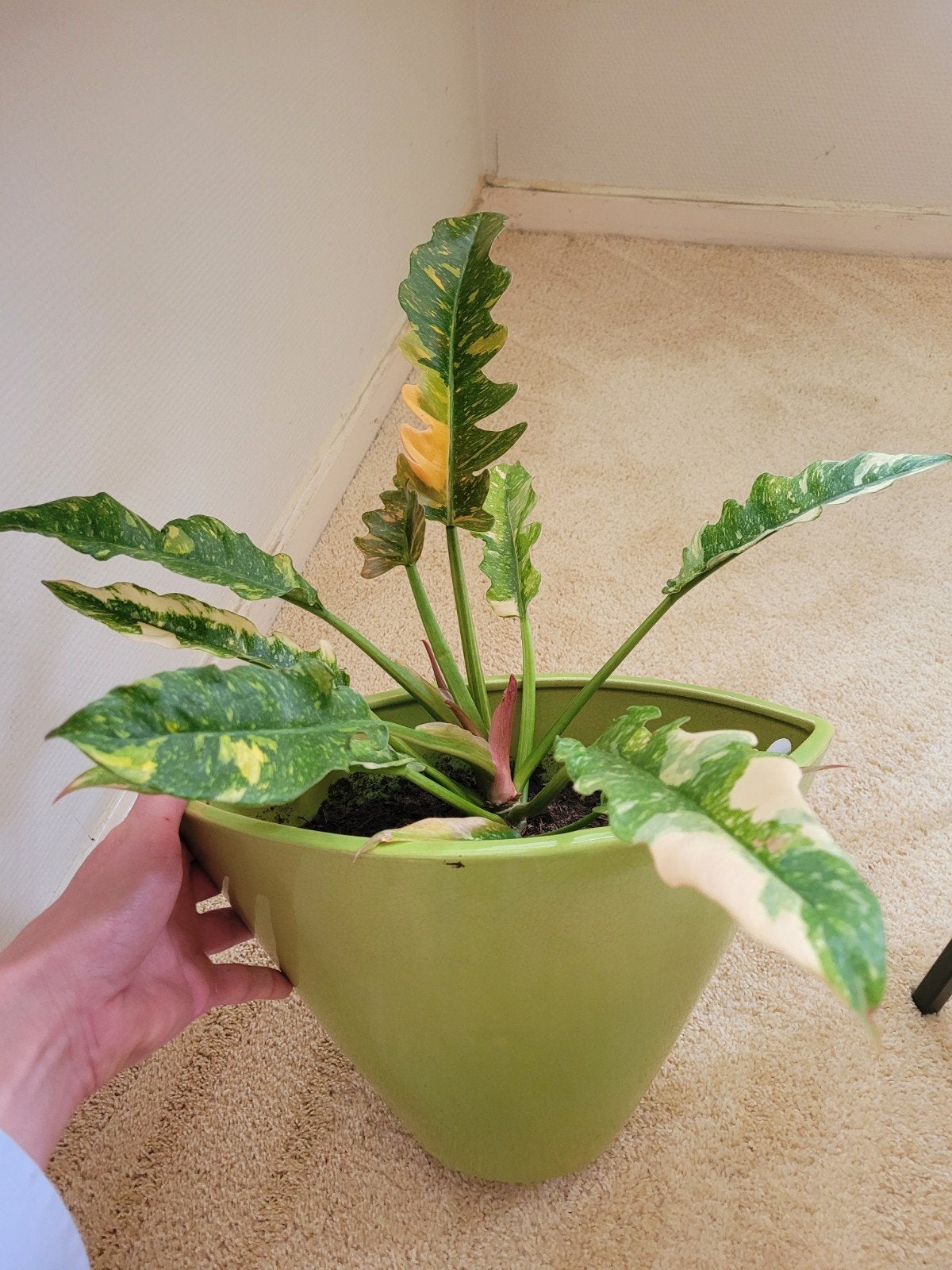 Philodendron 'Ring of Fire', Ophalen of Verzenden, Halfschaduw, Minder dan 100 cm