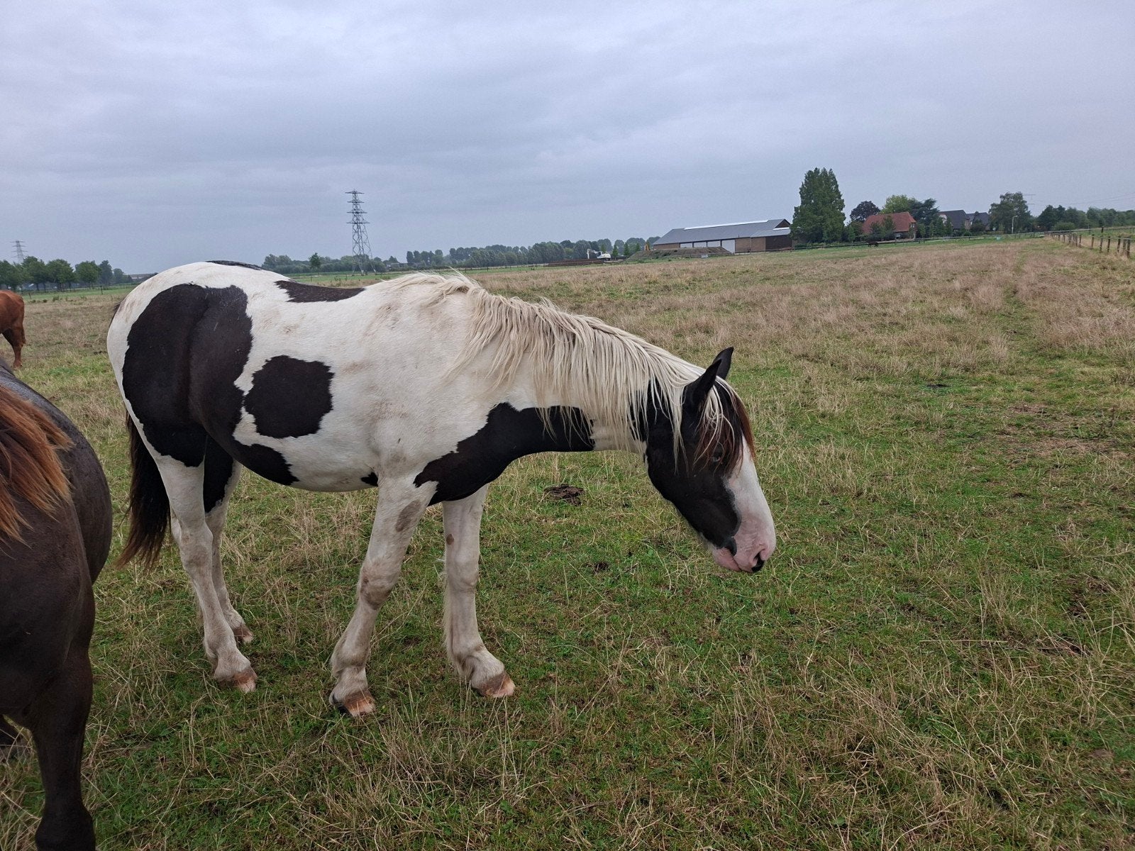 veulens te koop, Gechipt, Niet van toepassing, 0 tot 2 jaar, Hengst