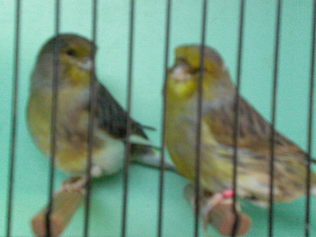 div, glosters, Dieren en Toebehoren, Meerdere dieren, Postuurkanarie