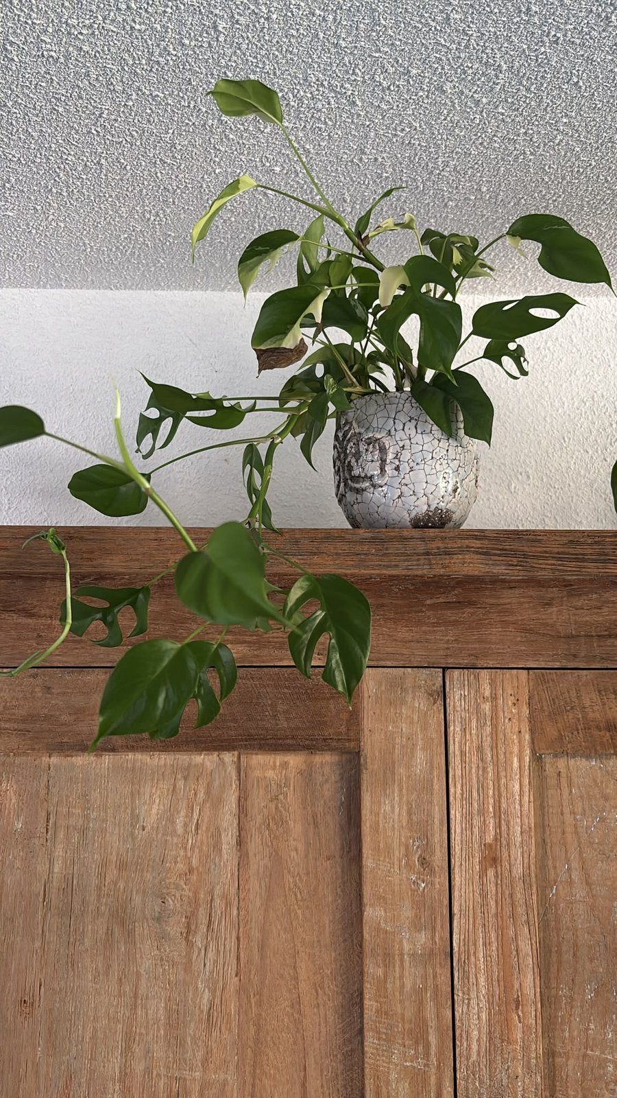 Plant, Ophalen, Halfschaduw, Minder dan 100 cm