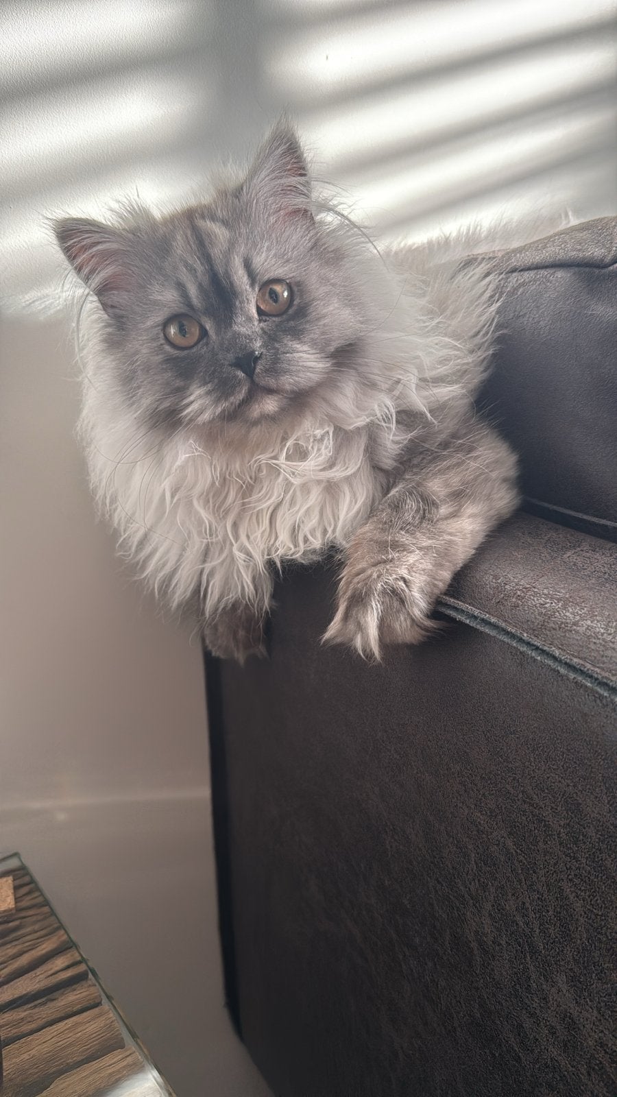 Half brit half perzisch lang haar., Dieren en Toebehoren, Kater, 0 tot 2 jaar