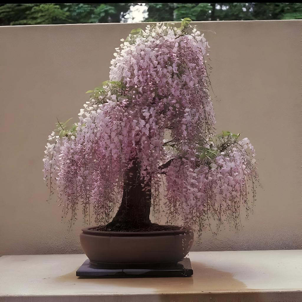 Roze Wisteria Zaadjes, winterhard, Ophalen of Verzenden, Gehele jaar, Volle zon, Zaad