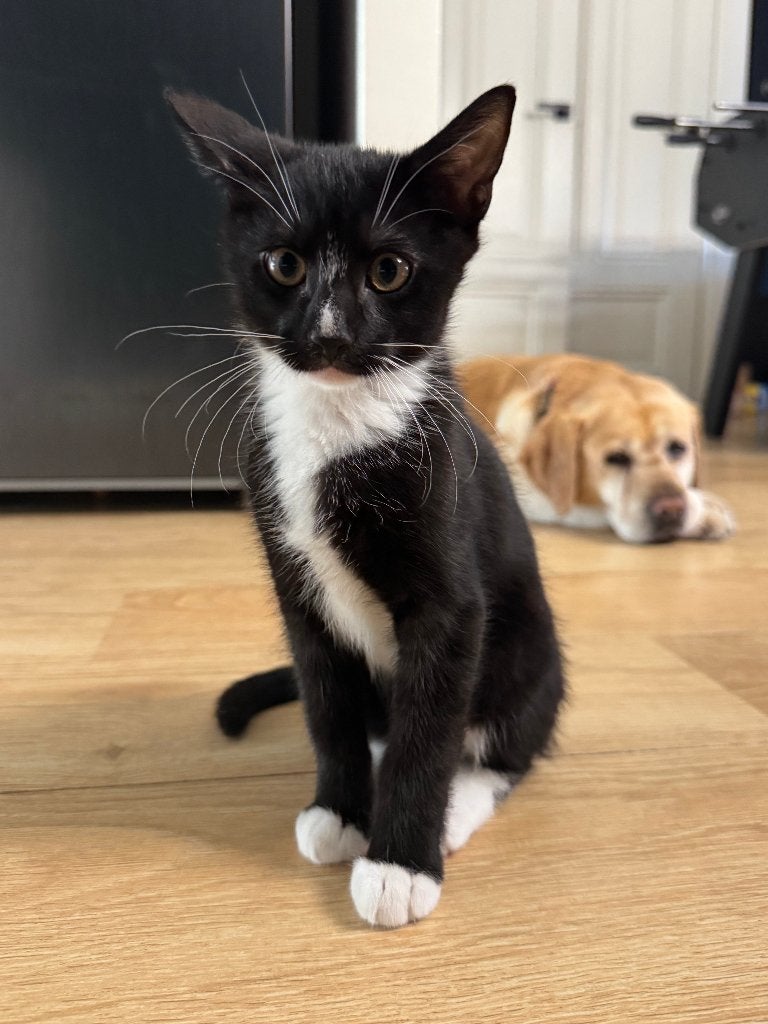 Nog één lieve kitten zoekt een liefdevol thuis, Meerdere dieren, Ontwormd, 0 tot 2 jaar