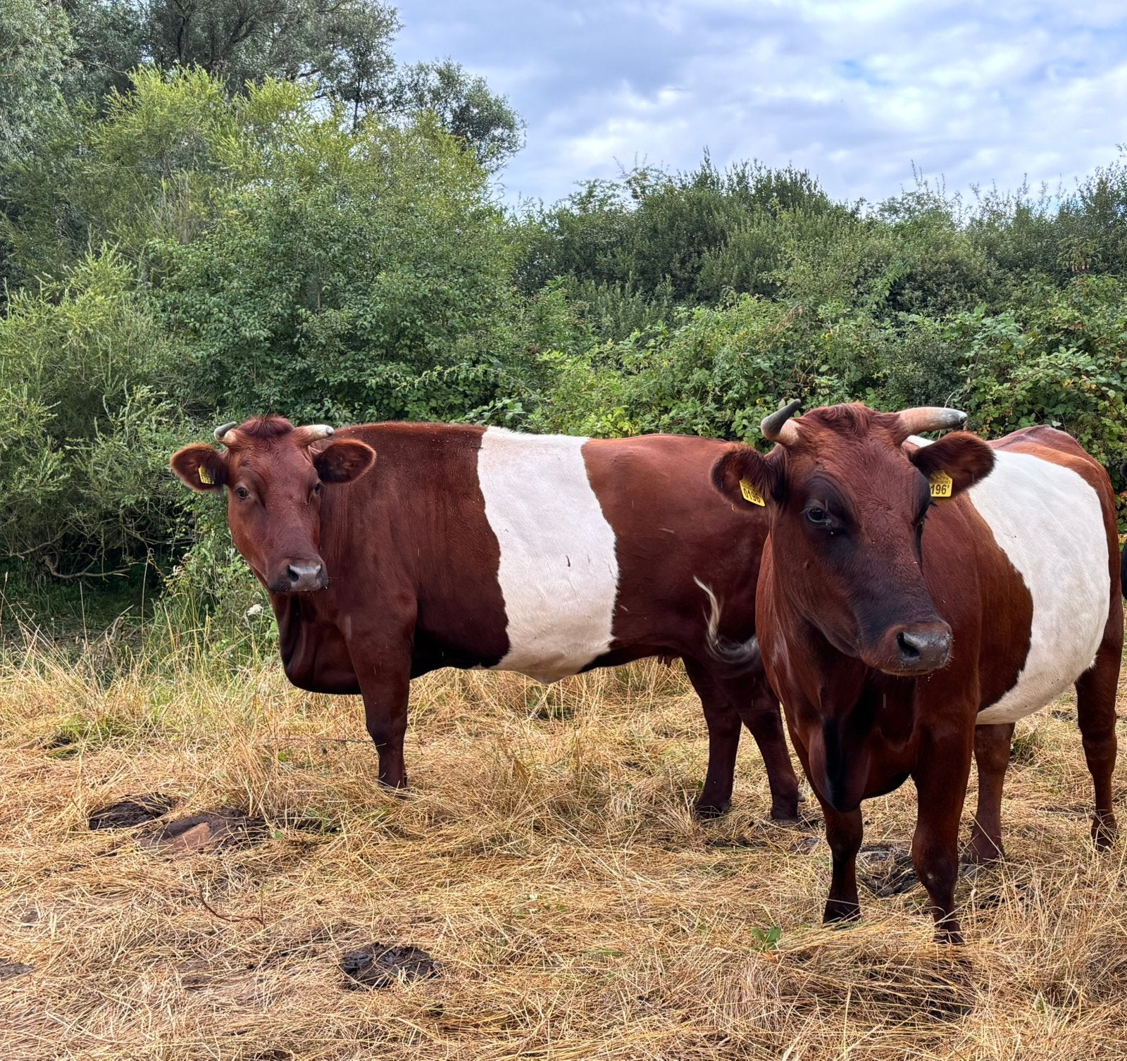 Rode Lakenvelders, Dieren en Toebehoren, Runderen, Vrouwelijk, 0 tot 2 jaar