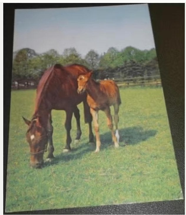 Paarden - Samen met veulen, Verzenden, 1960 tot 1980, Gelopen, Paard