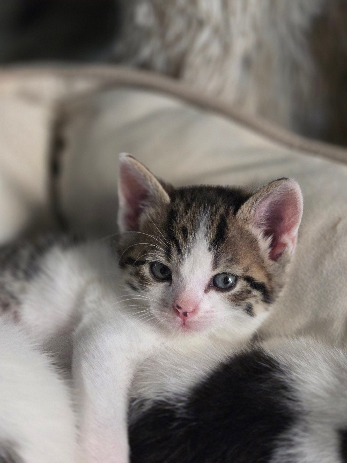 Mooie Kittens te  koop, Dieren en Toebehoren, Meerdere dieren, 0 tot 2 jaar