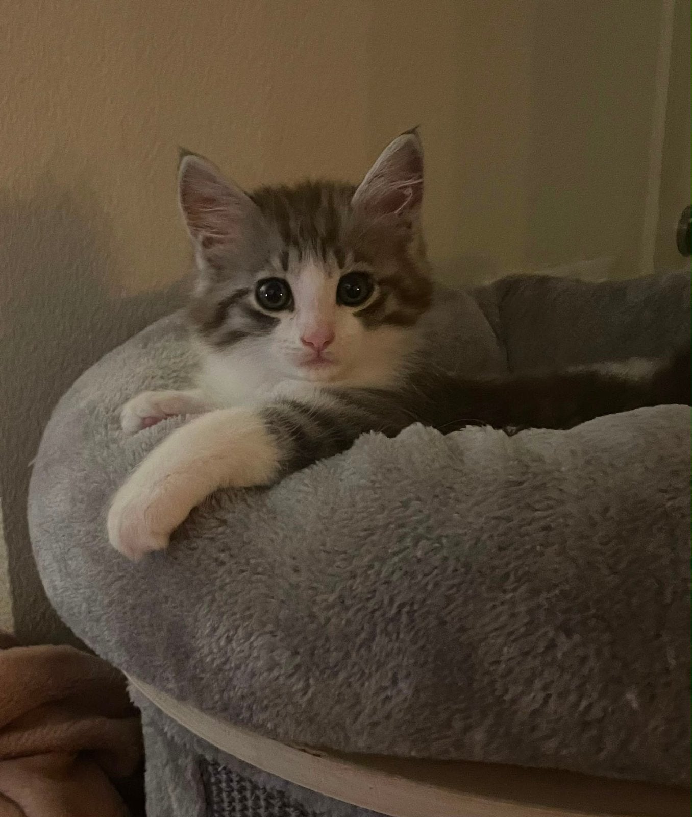 Maine coon kittens mogen verhuizen, Meerdere dieren, Ontwormd