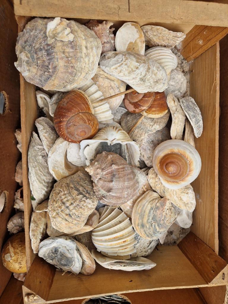 Bieden Grote collectie schelpen en oesterschelpen, Ophalen, Gebruikt