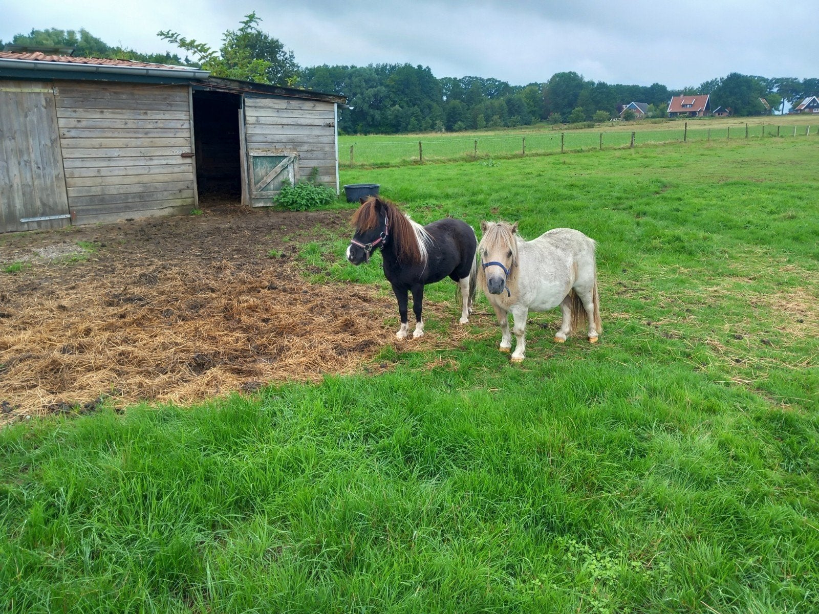 2 mooie apparte merries 79 cm, Dieren en Toebehoren, Merrie