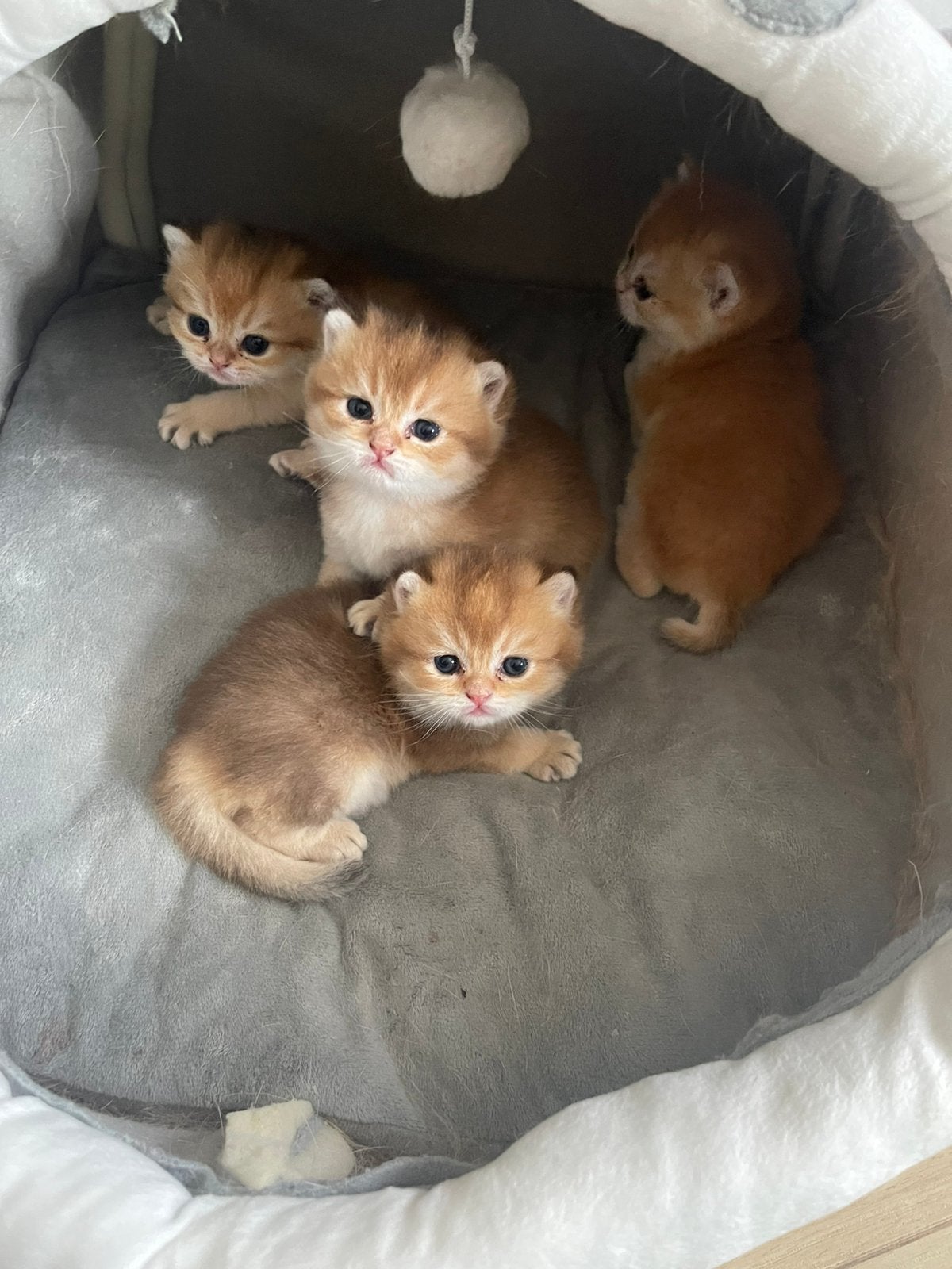 Britse korthaar kittens, Kater