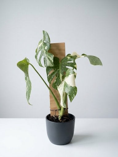Monstera Thai Constellation Staked Variegated Plant, Ophalen of Verzenden, Halfschaduw, Minder dan 100 cm