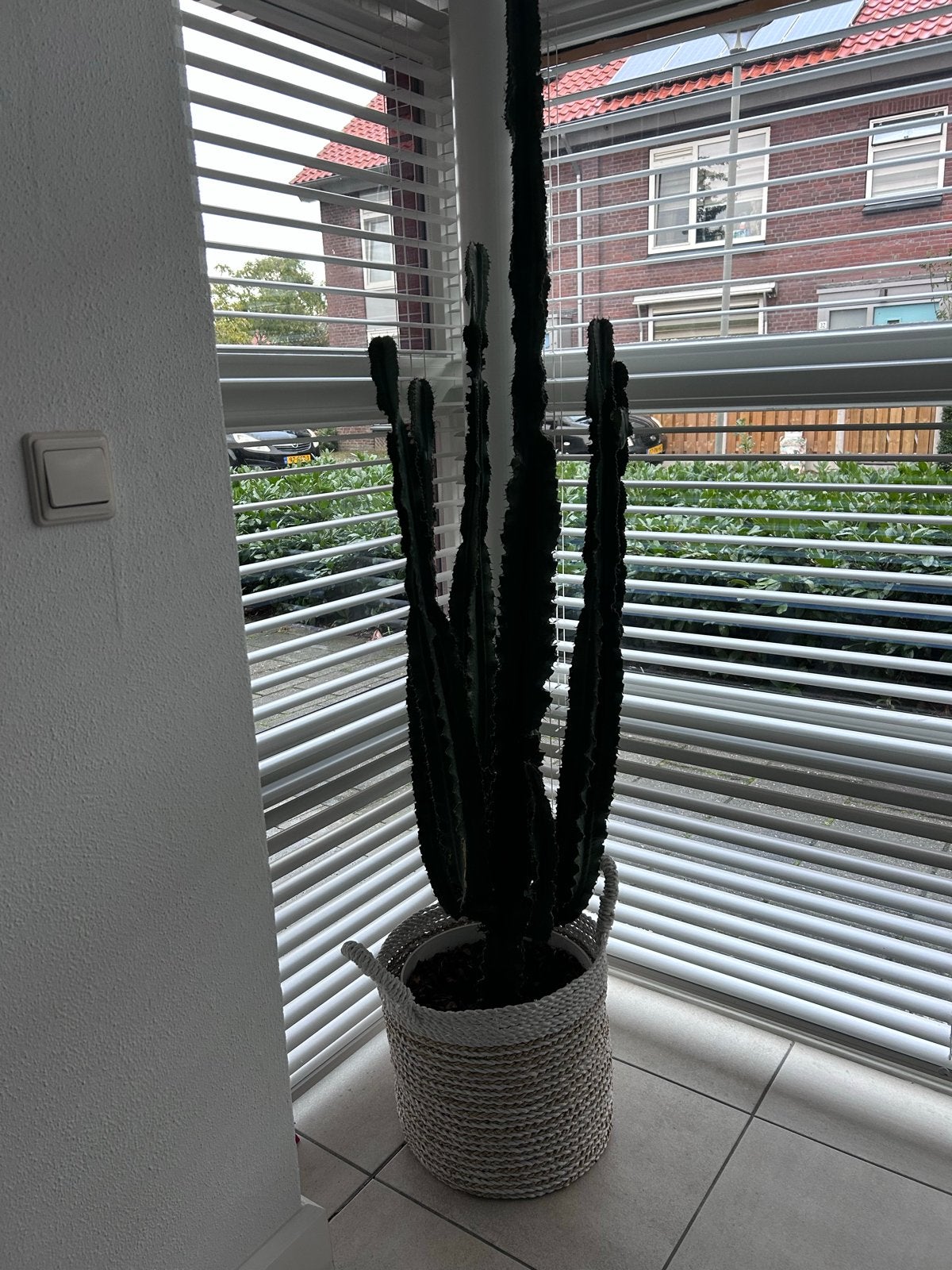 Grote Euphorbia Trigona Cactus in Mand - 200+ cm, Ophalen, 200 cm of meer, In pot, Cactus