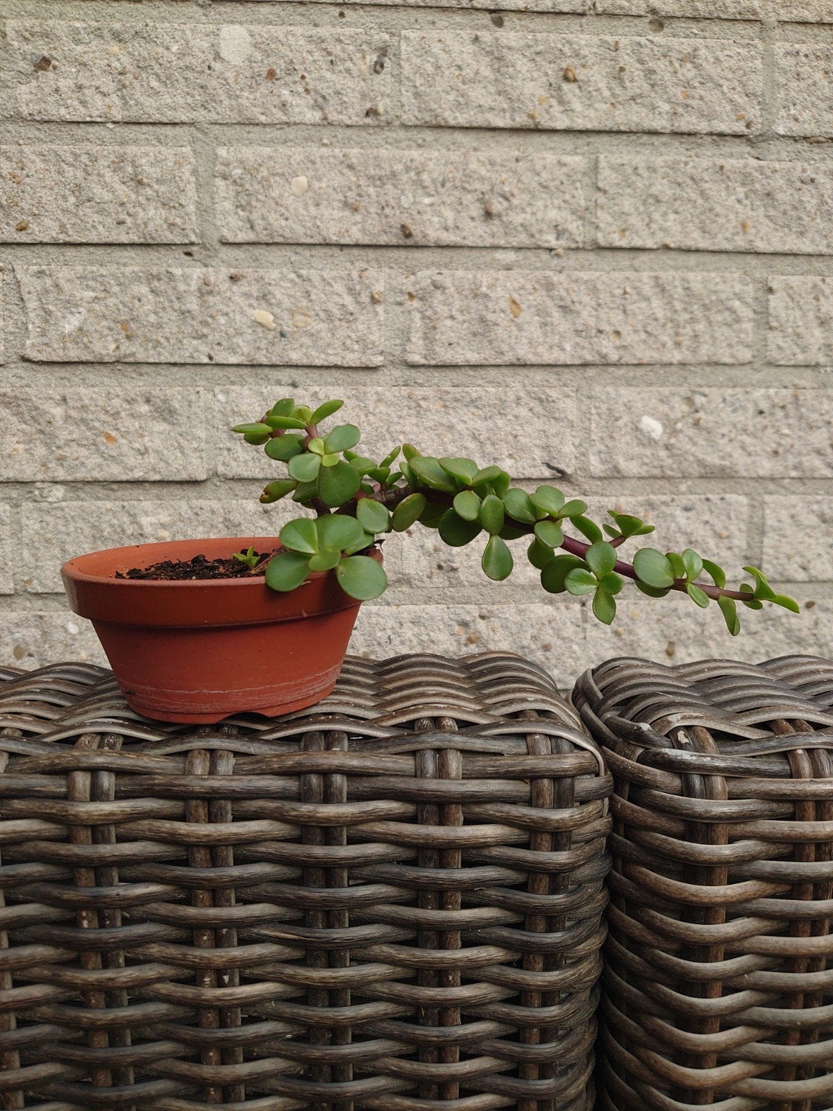 Portulaca Afra bonsai in terracotta trainingspot 9cm, Ophalen