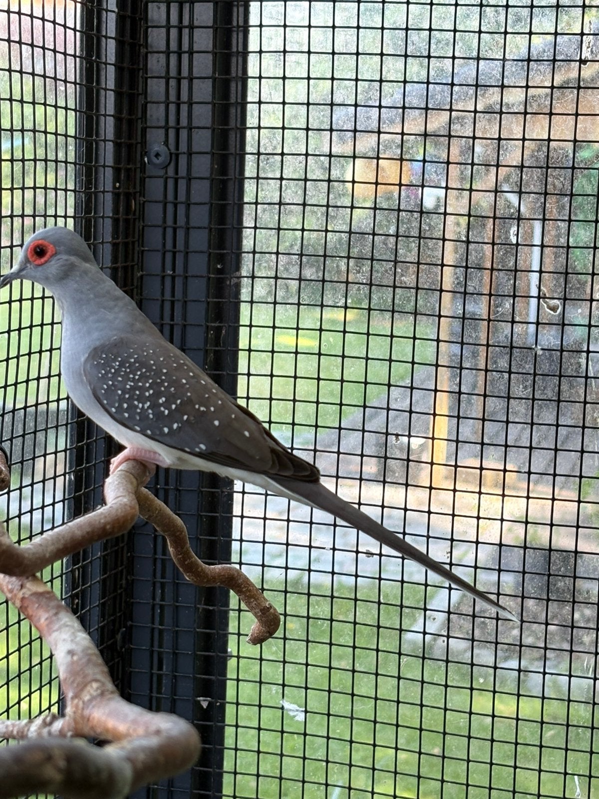 Wildkleur diamantduiven, Dieren en Toebehoren, Vogels | Overige Vogels, Meerdere dieren