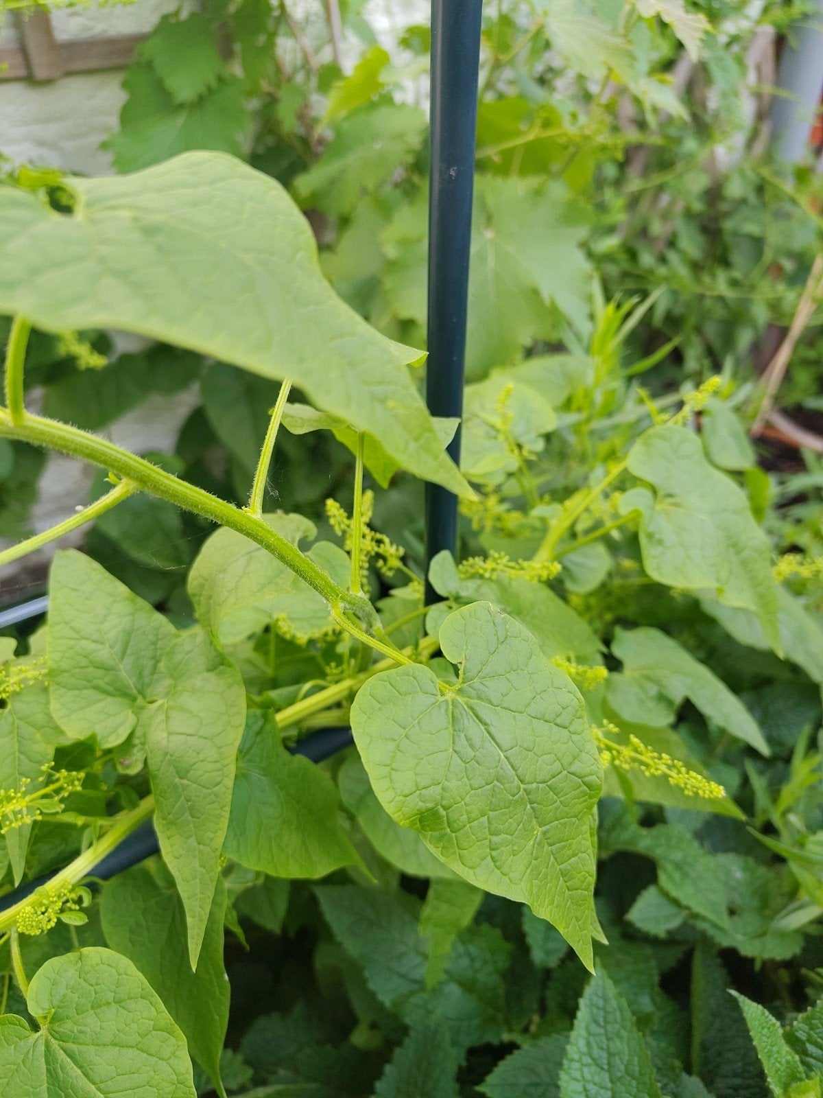 Rankspinazie, Tuin en Terras, Ophalen of Verzenden