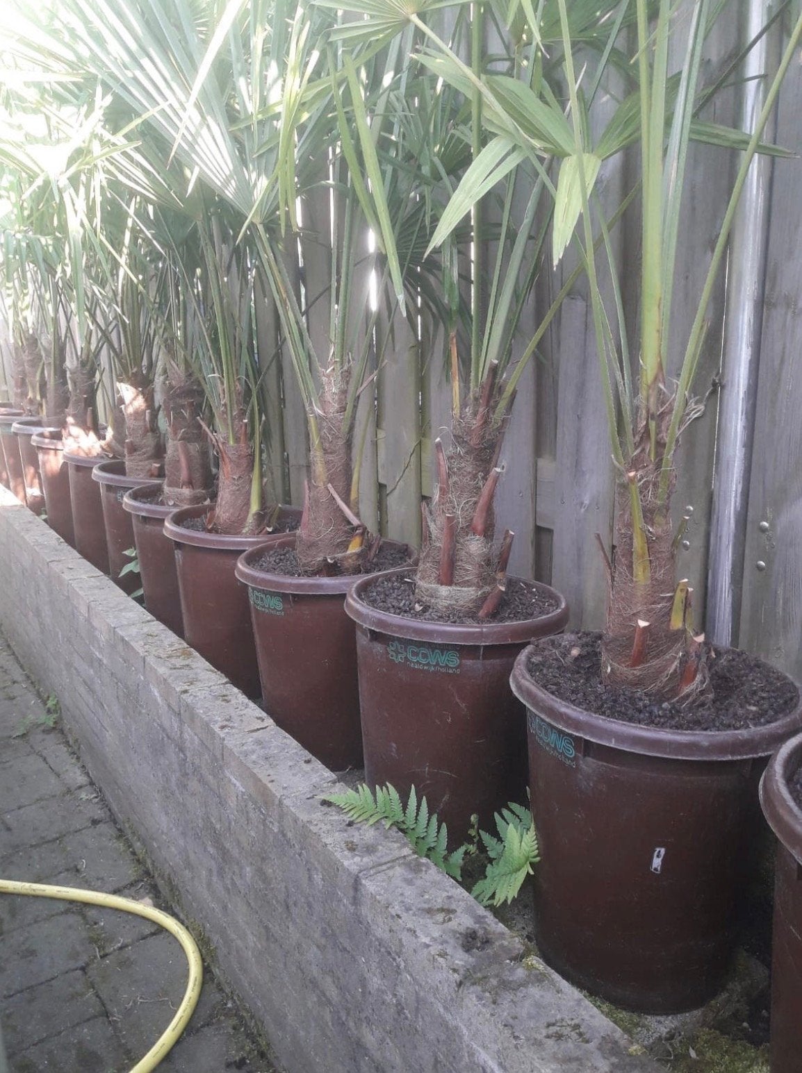 Winterharde Trachycarpus Fortunei palmboom, Tuin en Terras, Ophalen, Vaste plant, Overige soorten