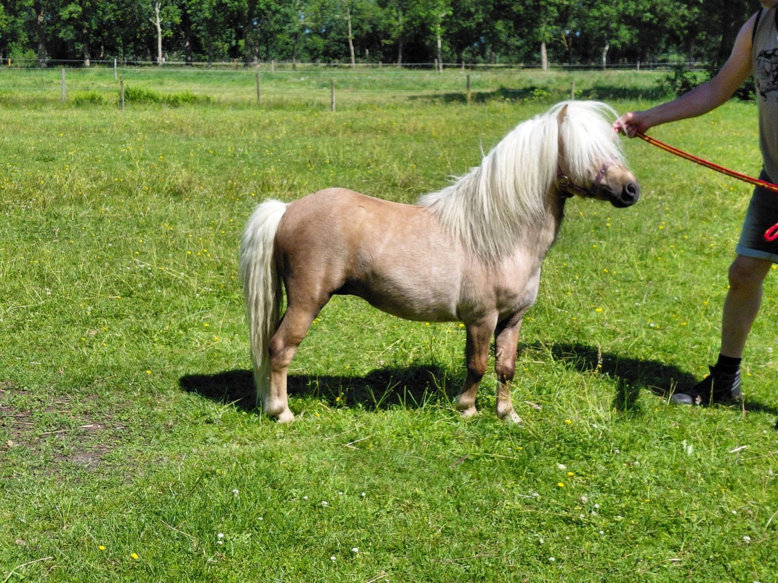 Palomino Hengst en Vos merrie. Vraagprijs zie hier onder., Hengst
