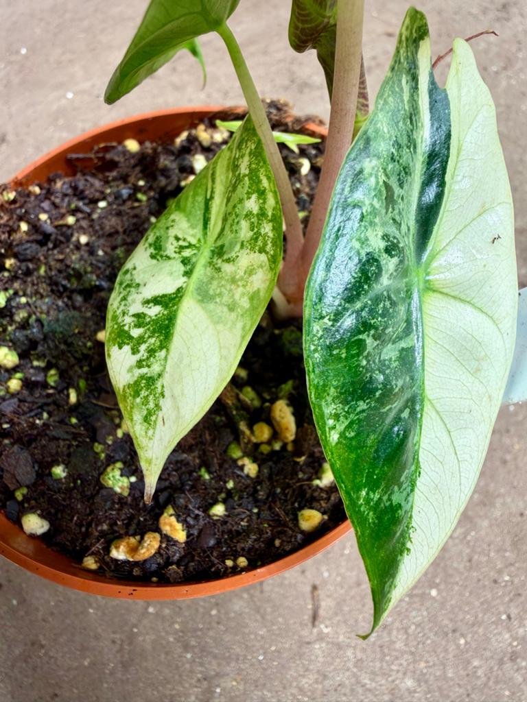 Alocasia Nairobi Nights Variegata p12, Ophalen of Verzenden