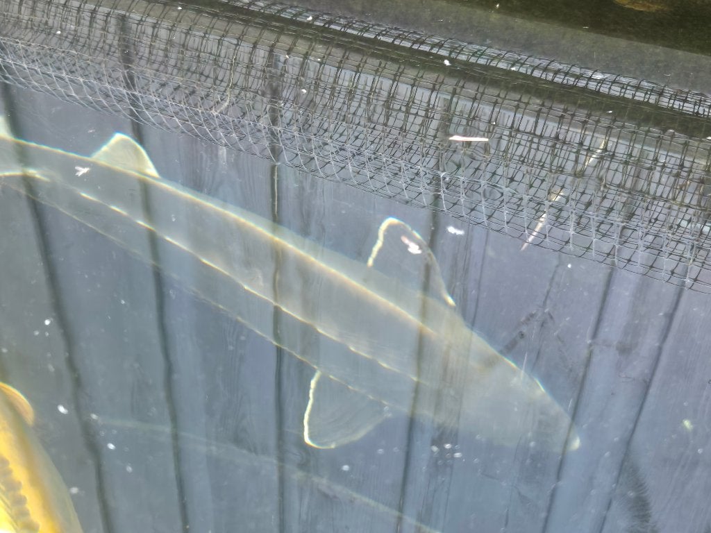 Steur, Dieren en Toebehoren, Steur