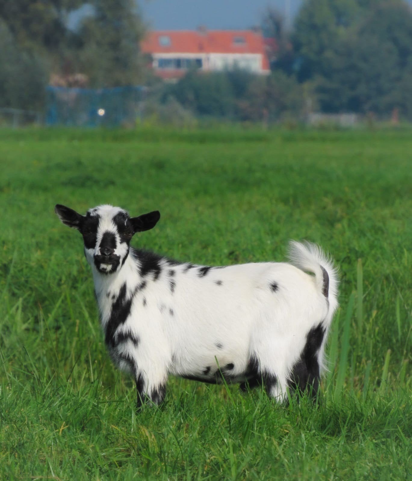 prachtige dwerg bokjes te koop aangeboden., Dieren en Toebehoren, Mannelijk, Geit, 0 tot 2 jaar