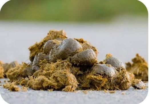 Gratis schone biologische paardenmest, Ophalen