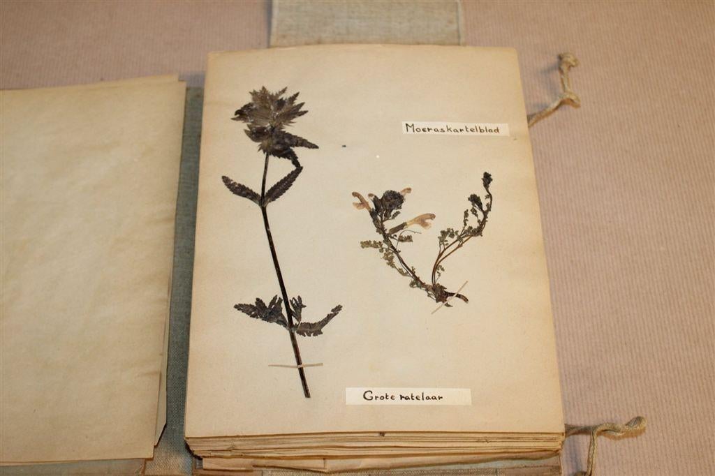 Uniek Herbarium — Plantenalbum ca. 1930 Vintage, Ophalen of Verzenden