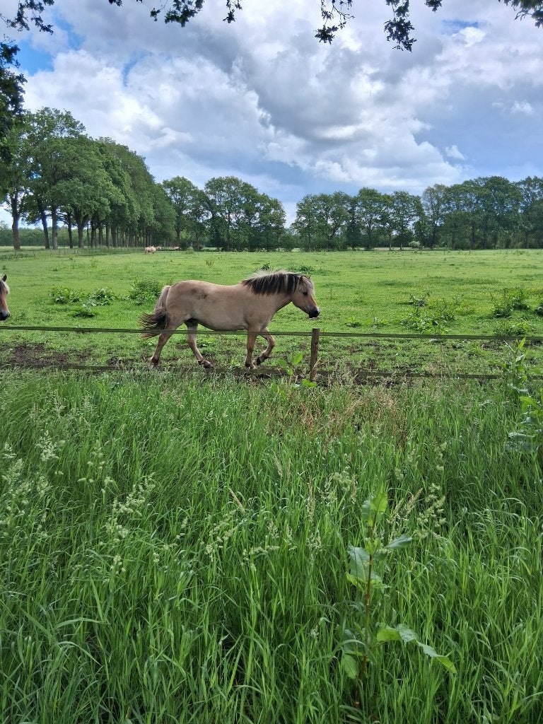 3 jarige  fjorden merrie, Merrie, D pony (1.37m tot 1.48m), Met stamboom, 3 tot 6 jaar