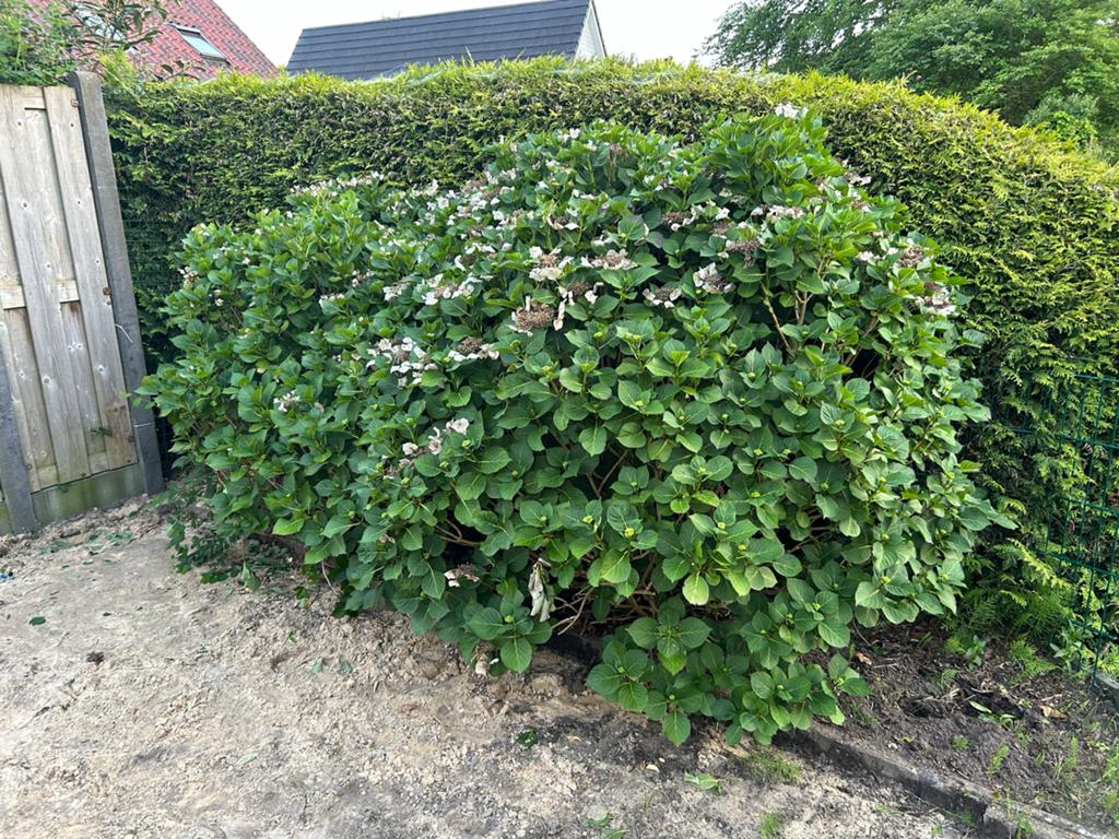 GRATIS Hortensia ivm verandering tuin, Tuin en Terras, Overige soorten, Vaste plant, Ophalen of Verzenden, Halfschaduw