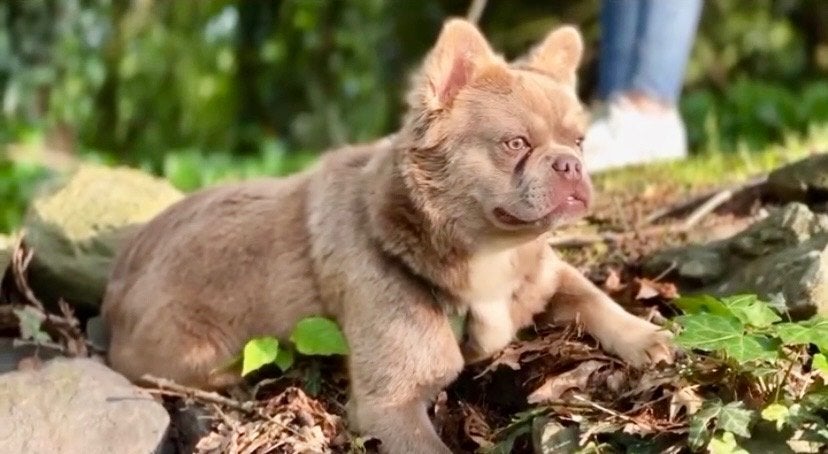 Franse Bulldog Dekreu, Reu, Bulldog, Eén hond, CDV (hondenziekte)