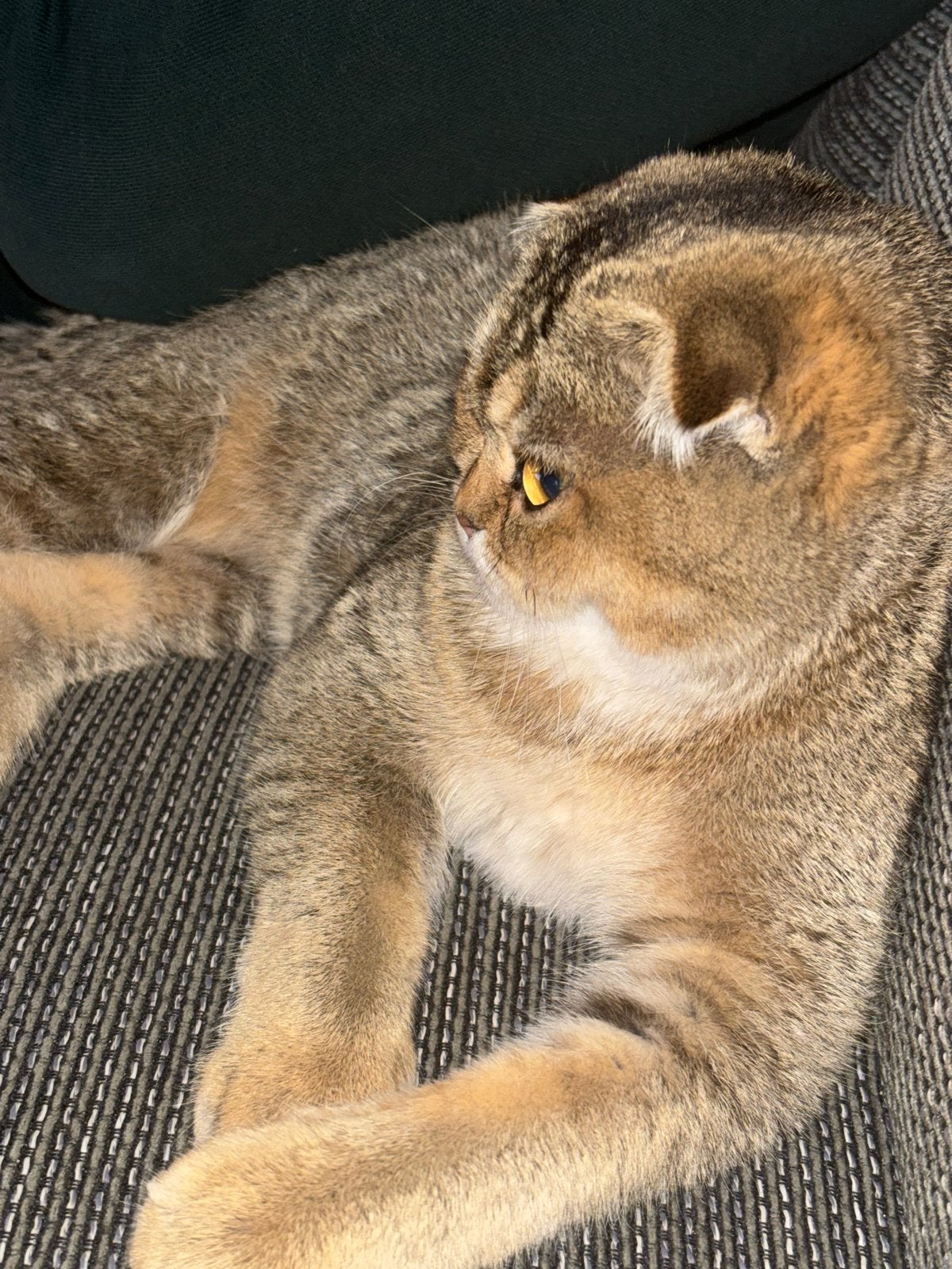 Brits Korthaar kitten (5 maanden), Poes