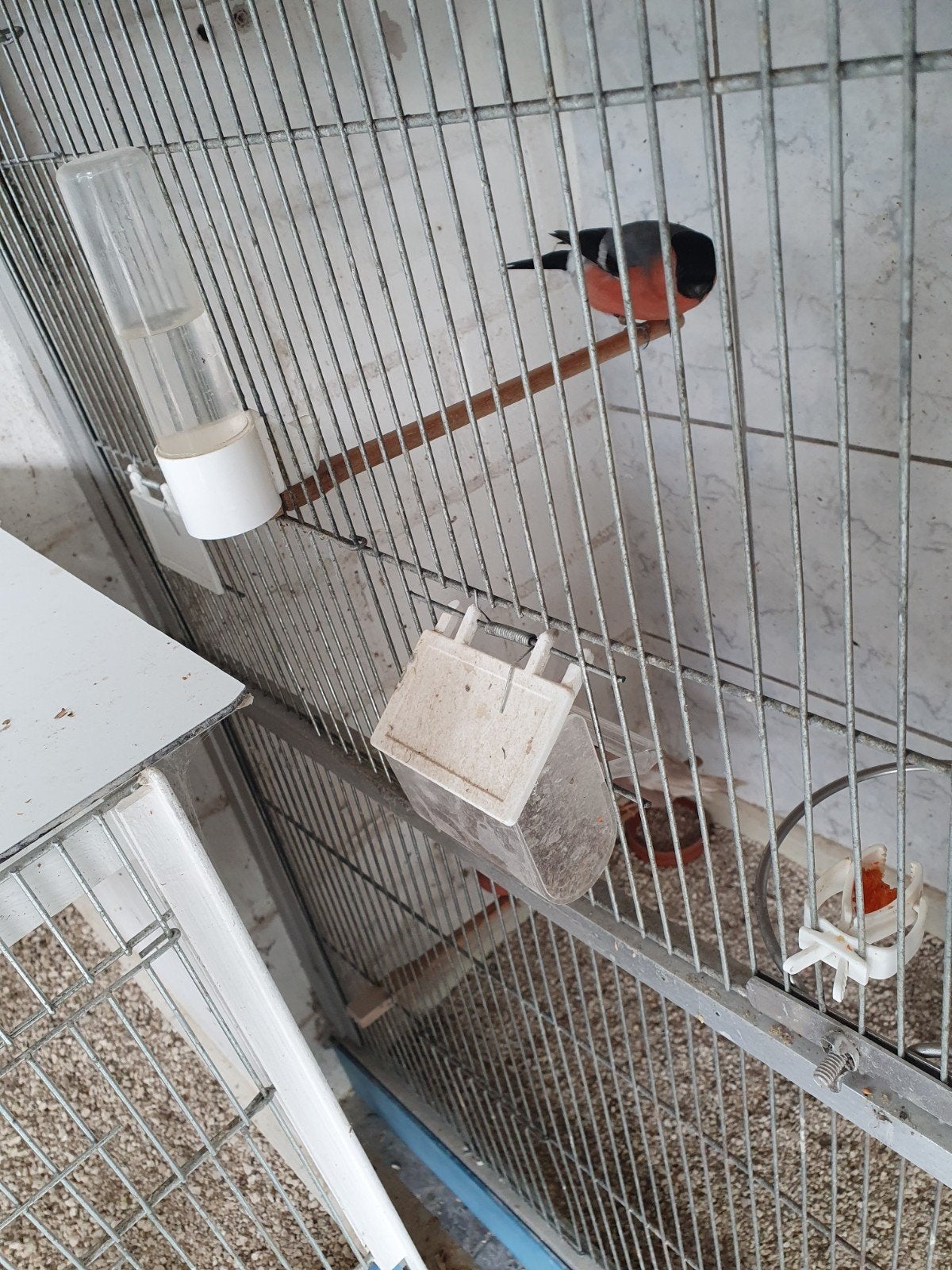 Goudvink Man, Dieren en Toebehoren, Mannelijk