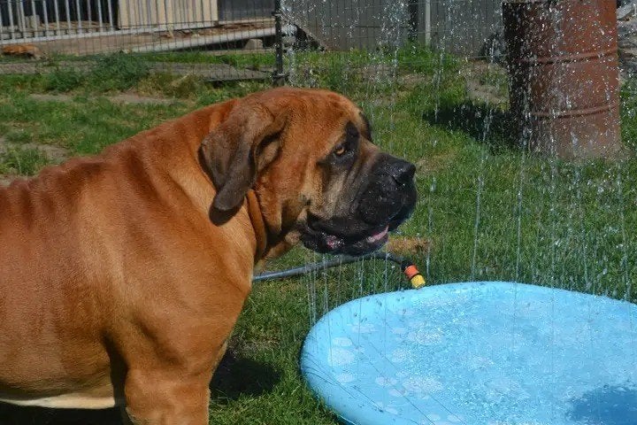 Raszuivere Boerboel pups met stamboom, Dieren en Toebehoren, Honden | Bulldogs, Pinschers en Molossers, Parvo, Overige rassen
