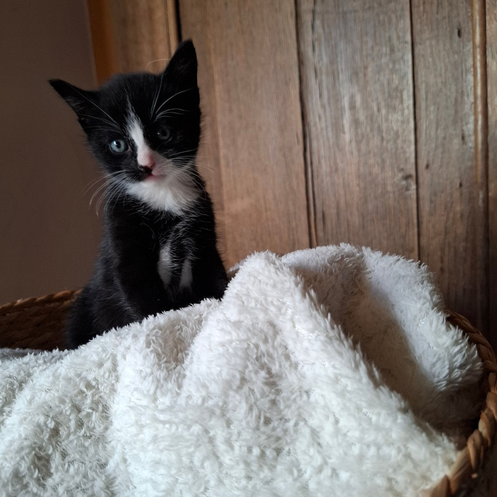 lieve kitten, zoekt een fijn (t)huis!, Meerdere dieren, Kortharig, 0 tot 2 jaar