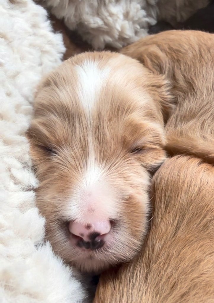 Kleine medium Australian Labradoodle pups met stamboom, Dieren en Toebehoren, Honden | Retrievers, Spaniëls en Waterhonden, Overige rassen