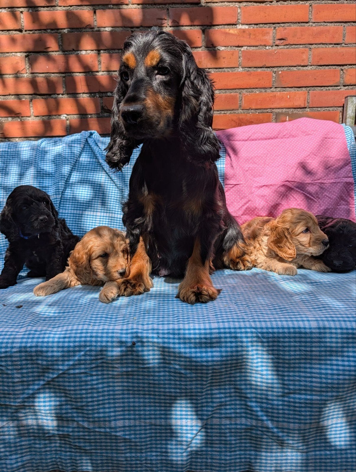 cockapoo pups, Parvo, 8 tot 15 weken, Meerdere, Nederland