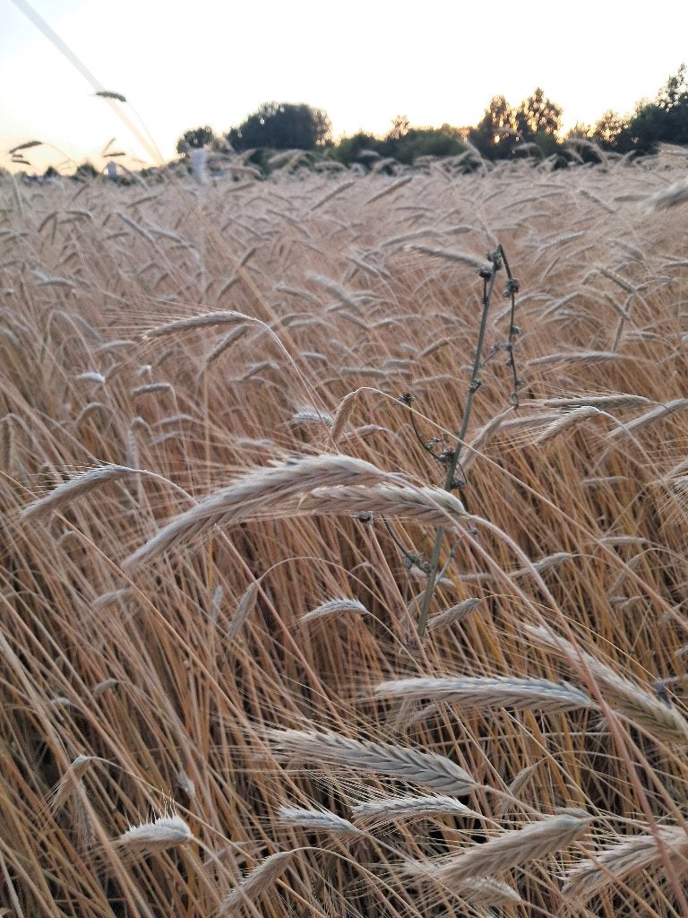 zomer rogge, Dieren en Toebehoren, Ophalen, Vee