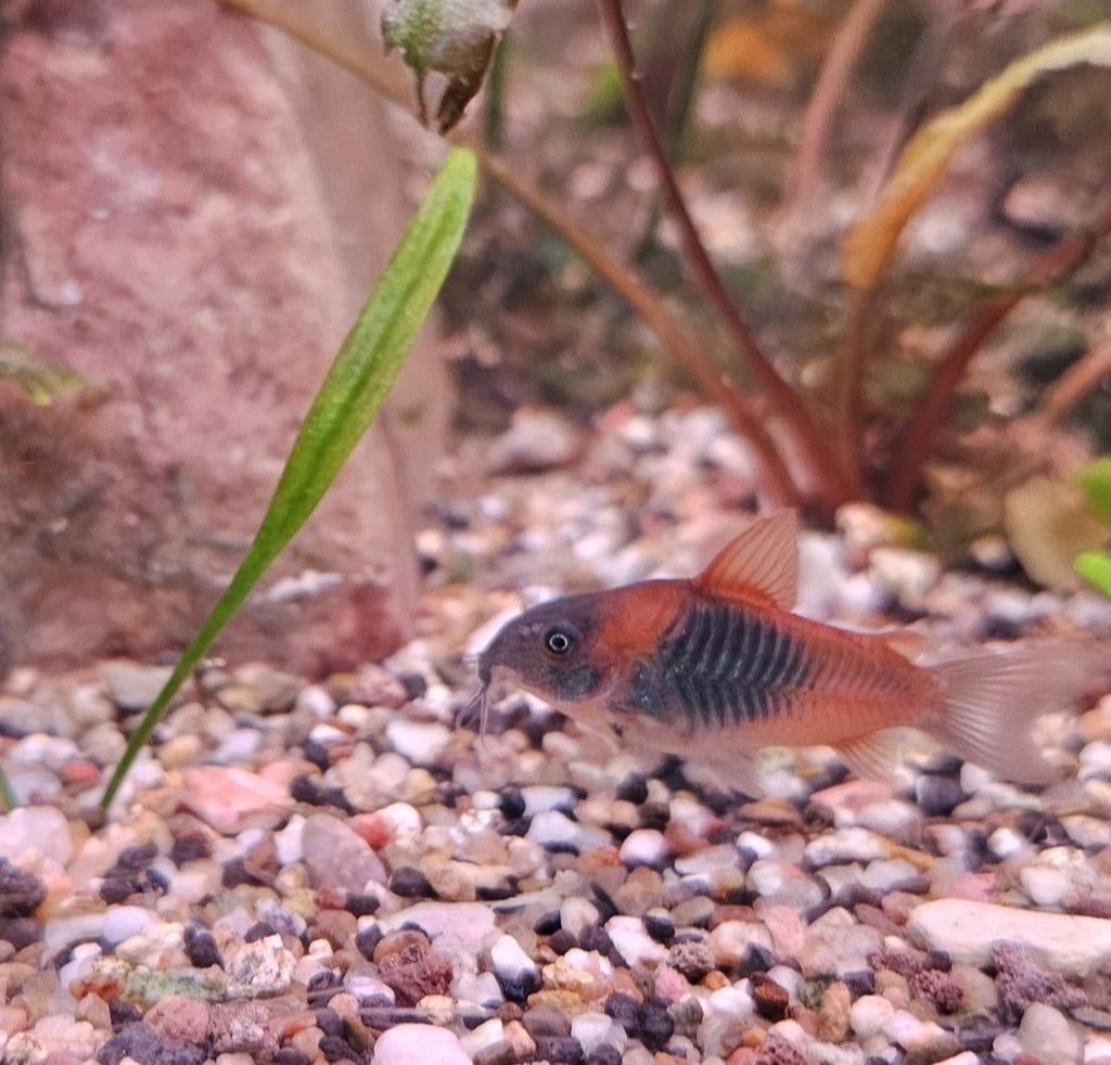 Corydoras Venezuela Orange / Pantsermeerval, Dieren en Toebehoren, Vis, Zoetwatervis, Schoolvis