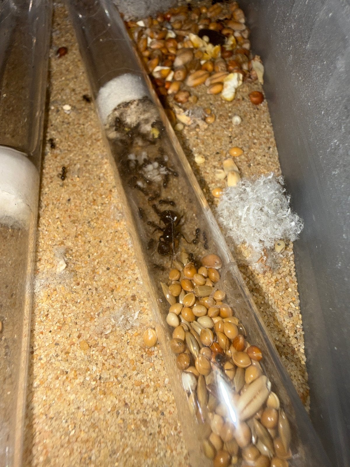 Messor barbarus mieren kolonie