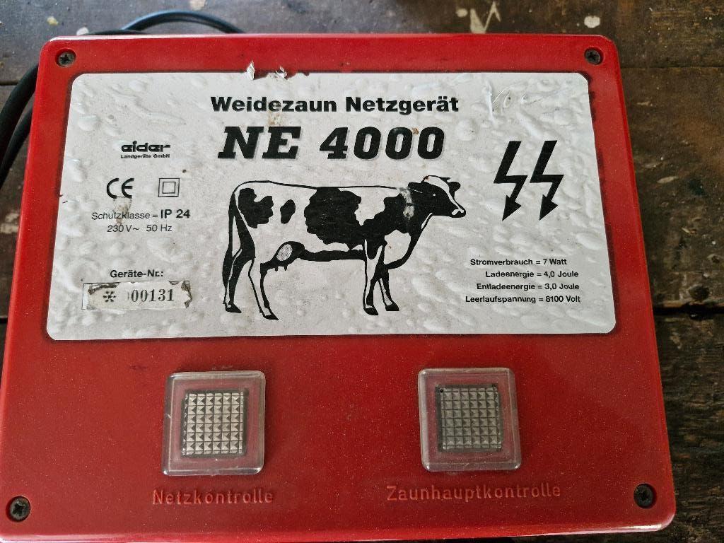 weideklokje, Dieren en Toebehoren, Schapen, Geiten en Varkens, Mannelijk, Schaap
