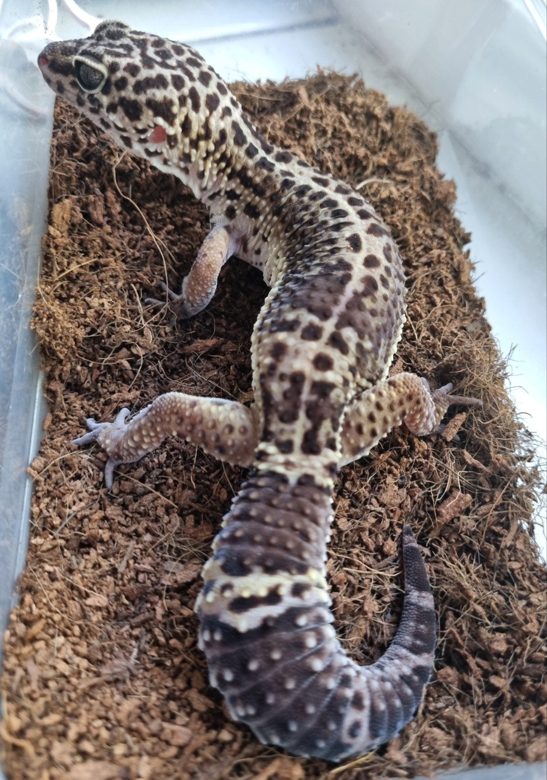 0.1 pure black night zuurmond lijn luipaardgekko Leopard Gecko photo 2