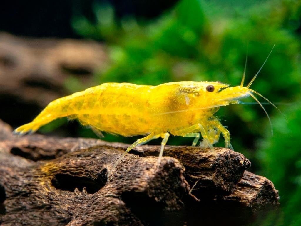 Yellow neon Fire backline neocaridina gele garnalen geel, Kreeft, Krab of Garnaal, Zoetwatervis, Schoolvis