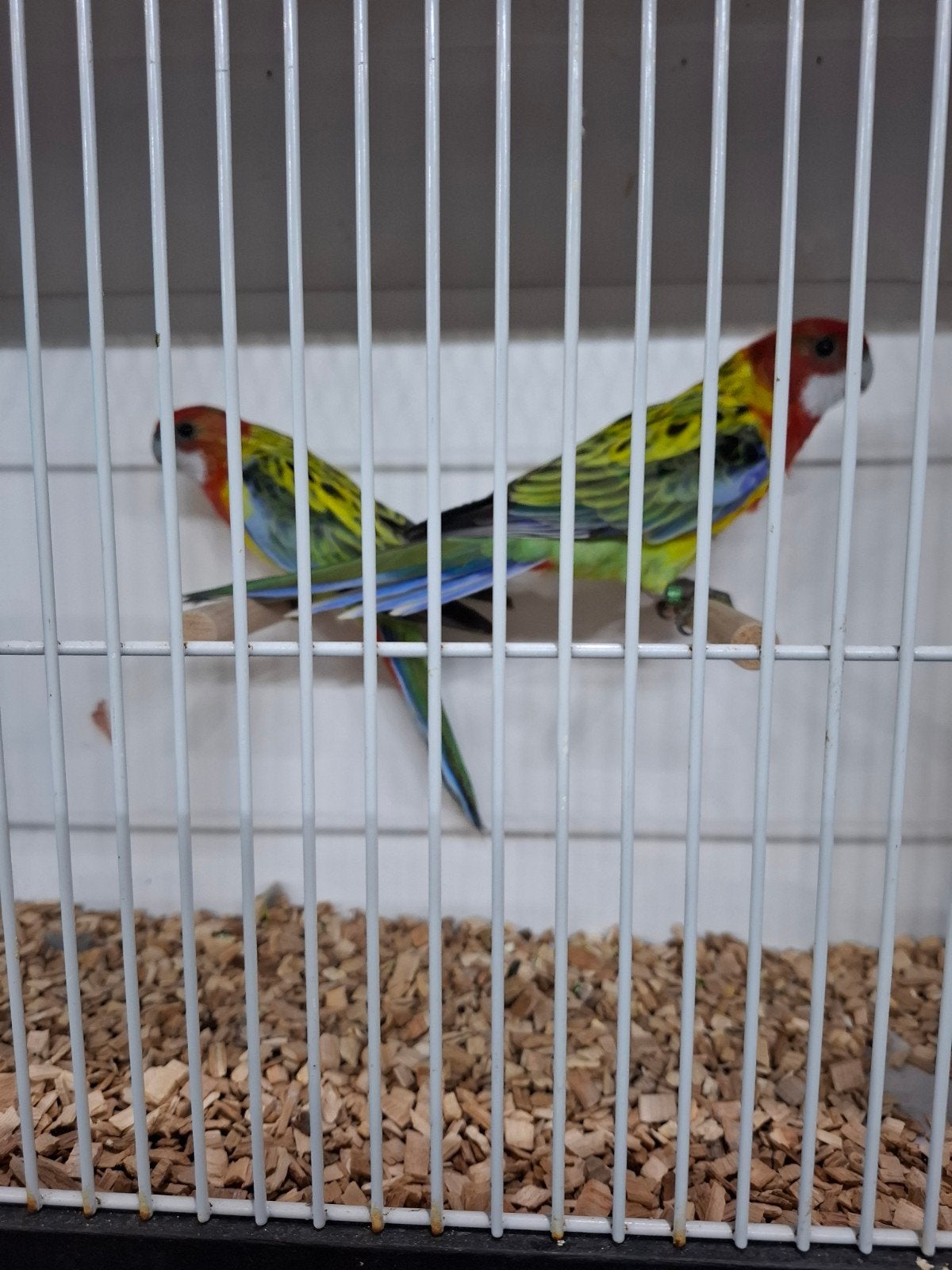 Koppel goudmantel rosella's, Dieren en Toebehoren
