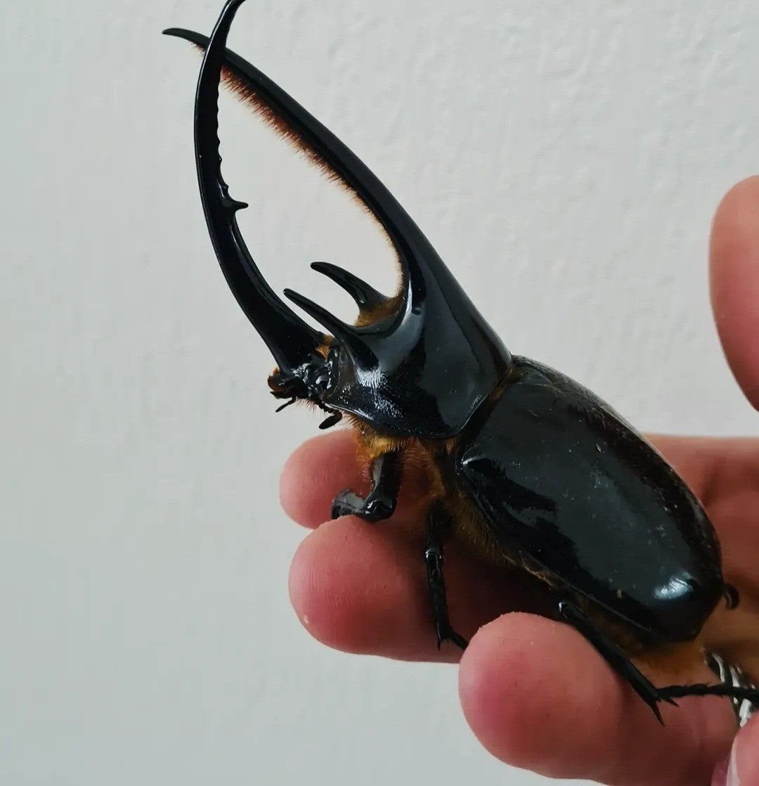 Larven kevers dynastes neptunus, Dieren en Toebehoren